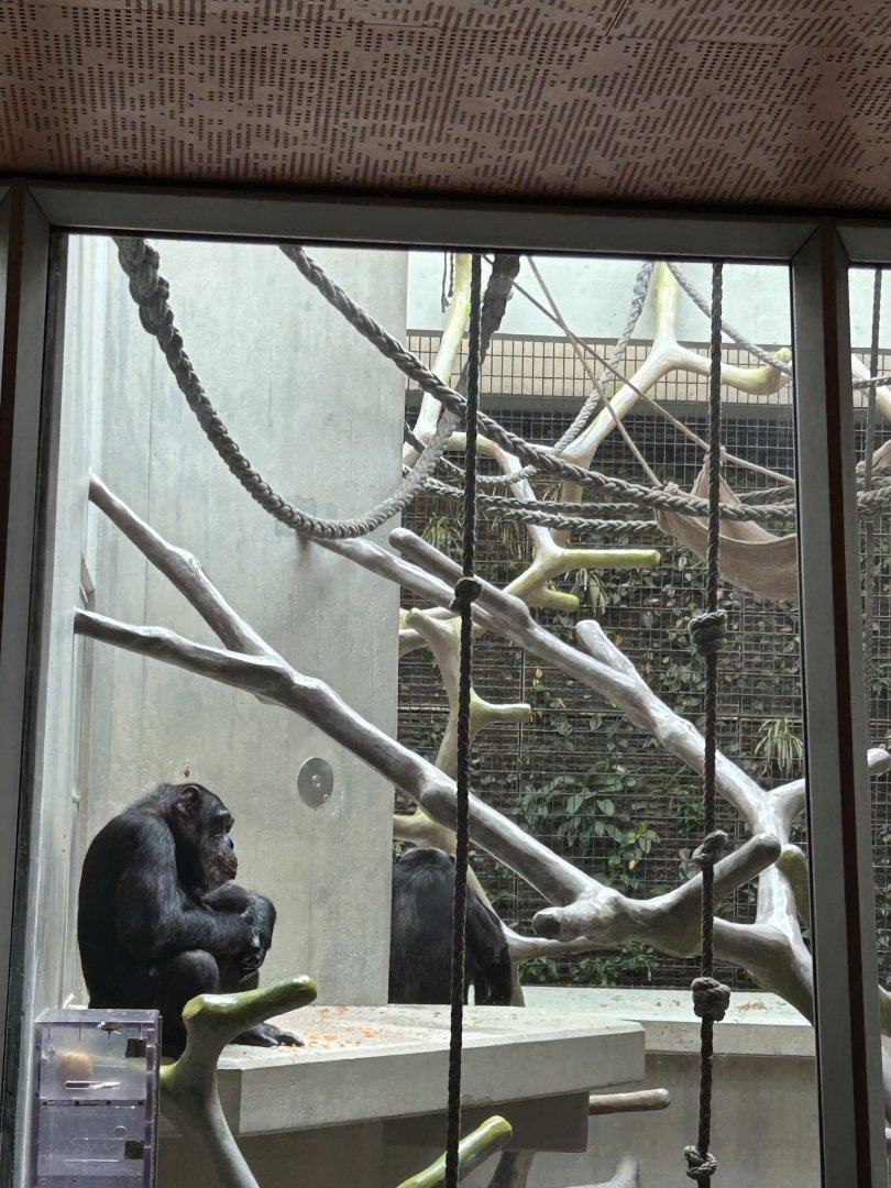 Chimpanzee inner exhibit