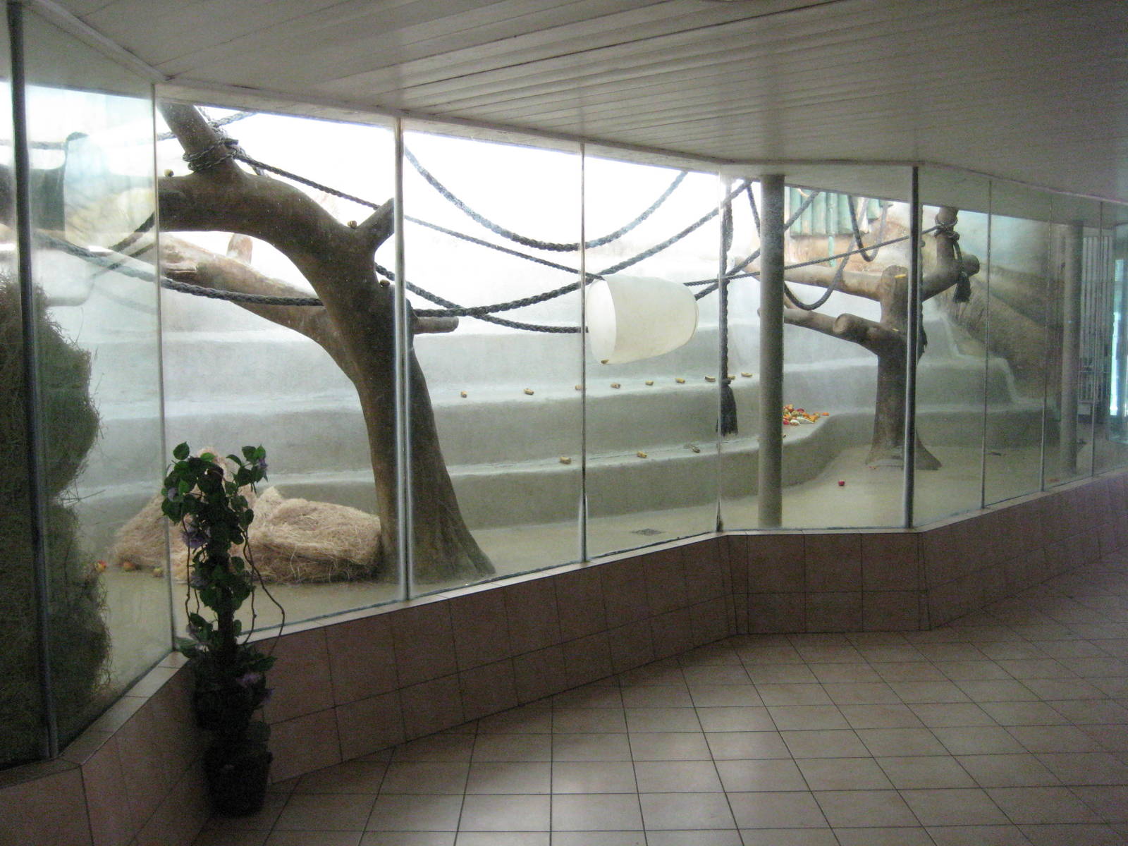 Chimpanzee Inside Cage