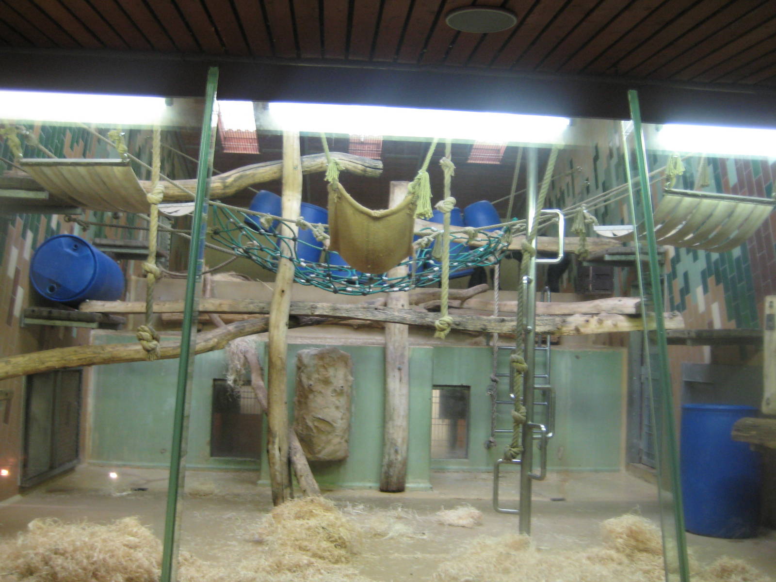 Chimpanzee Inside Cage