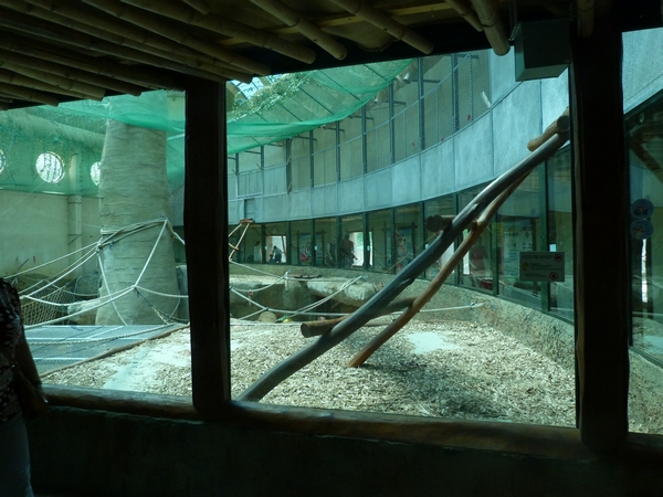 Chimpanzee inside enclosure