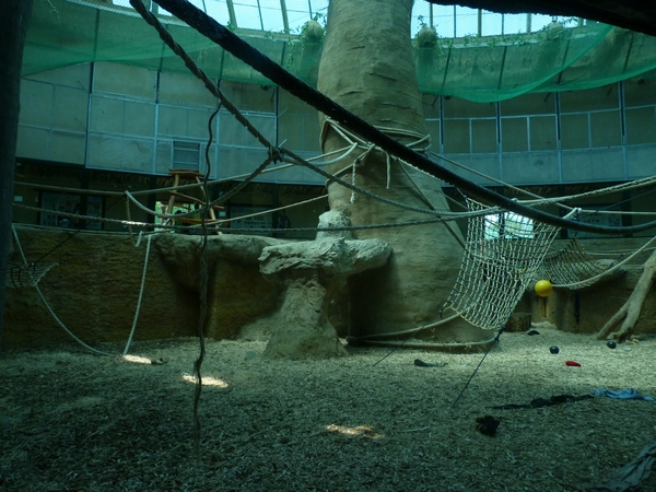 Chimpanzee inside enclosure