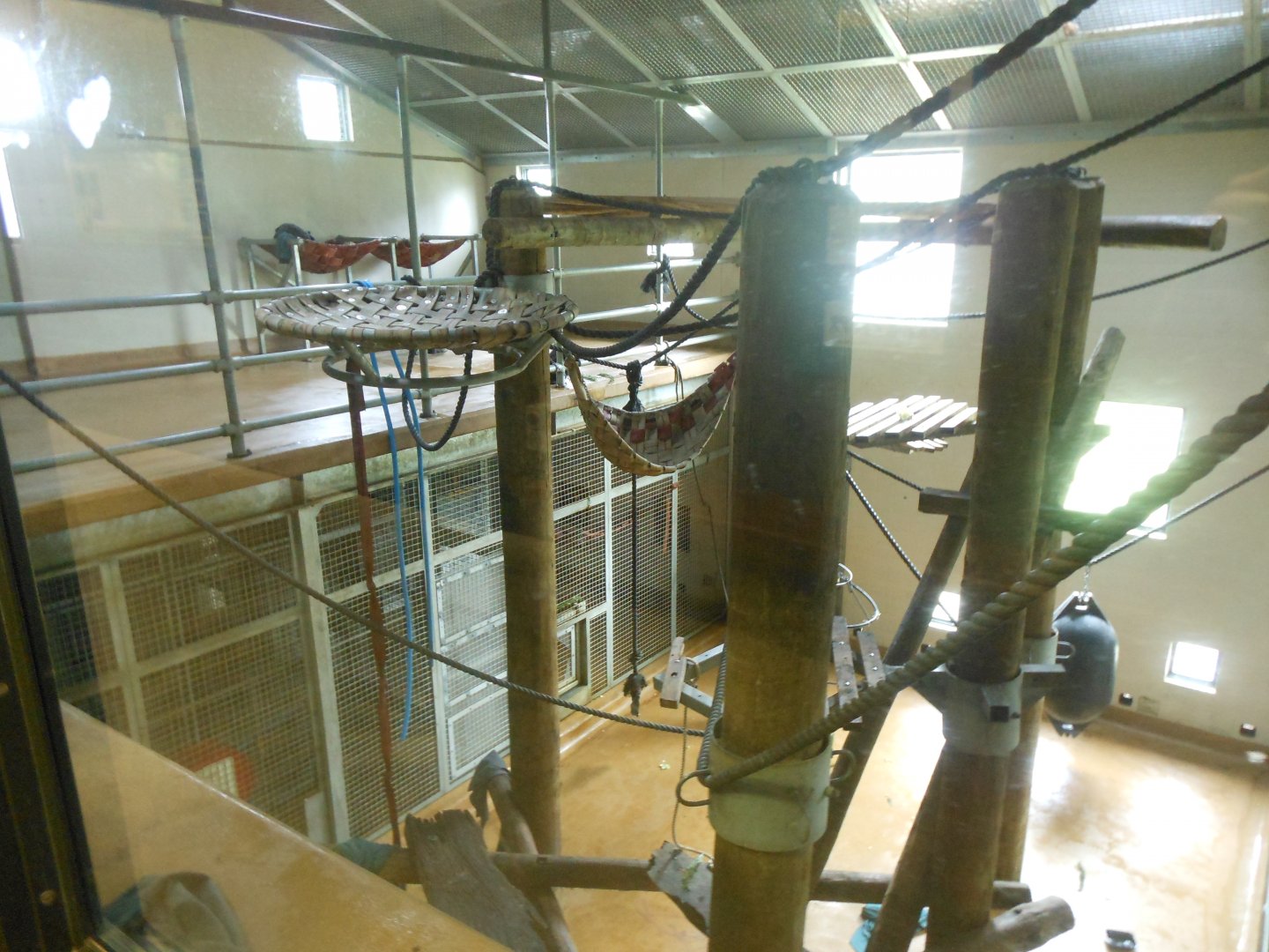 Chimpanzee inside enclosure