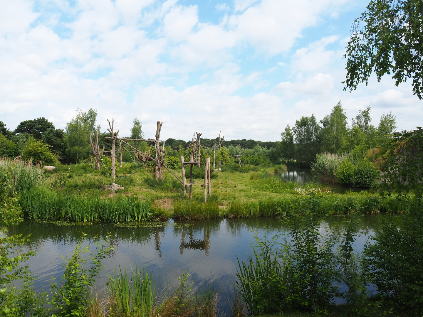 Chimpanzee island, 2022-06-12