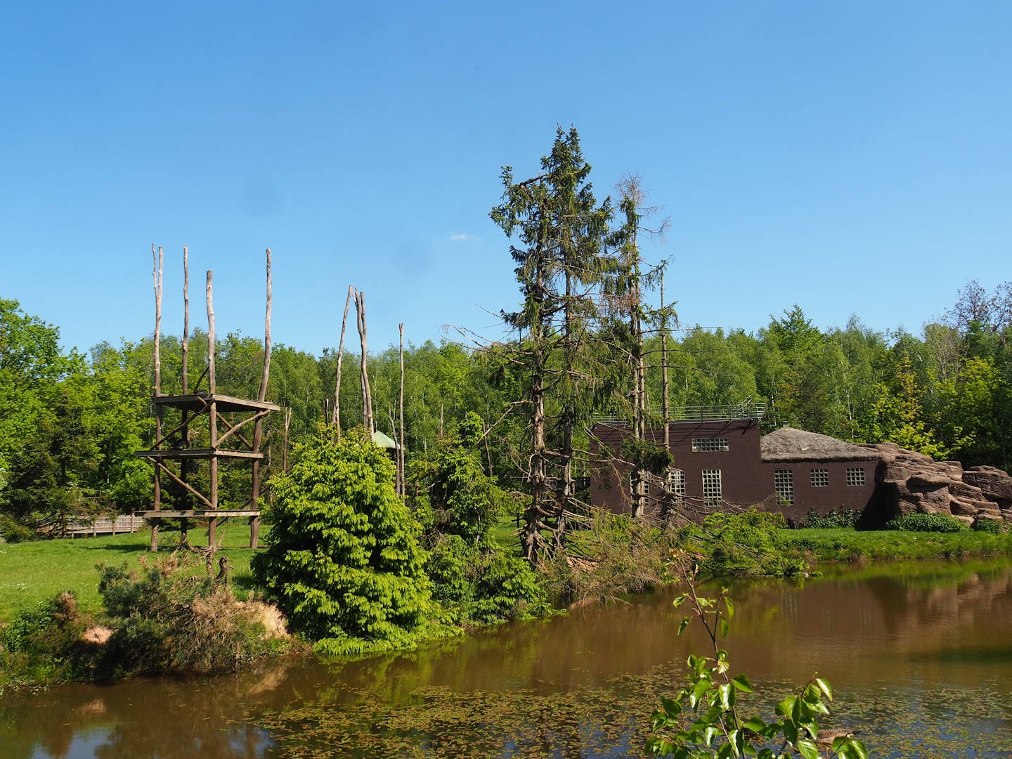 Chimpanzee island, 2023-05-19