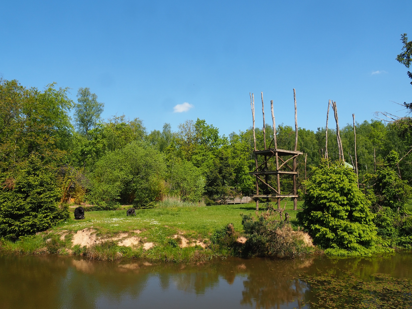 Chimpanzee island, 2023-05-19