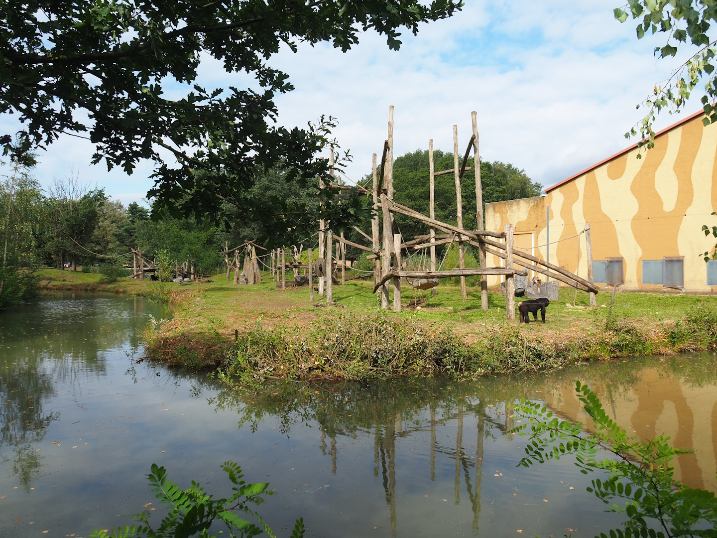 Chimpanzee island, 2023-08-15