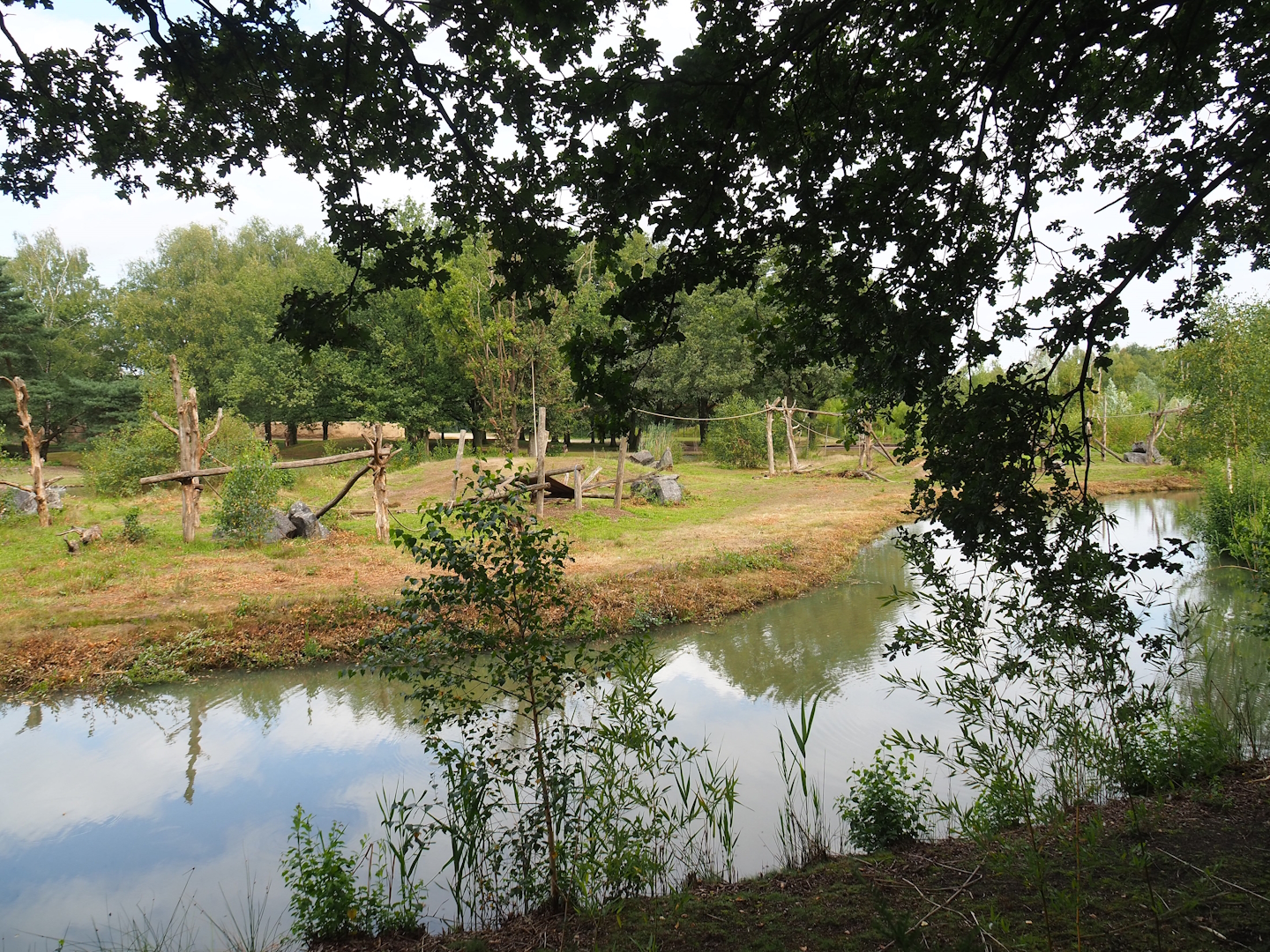 Chimpanzee island, 2023-08-15