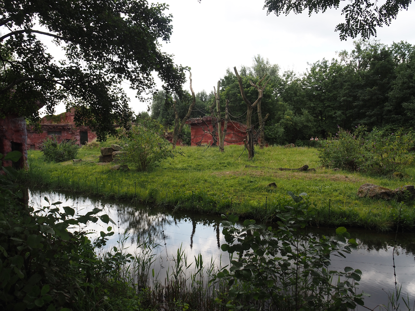 Chimpanzee island, 2024-08-05