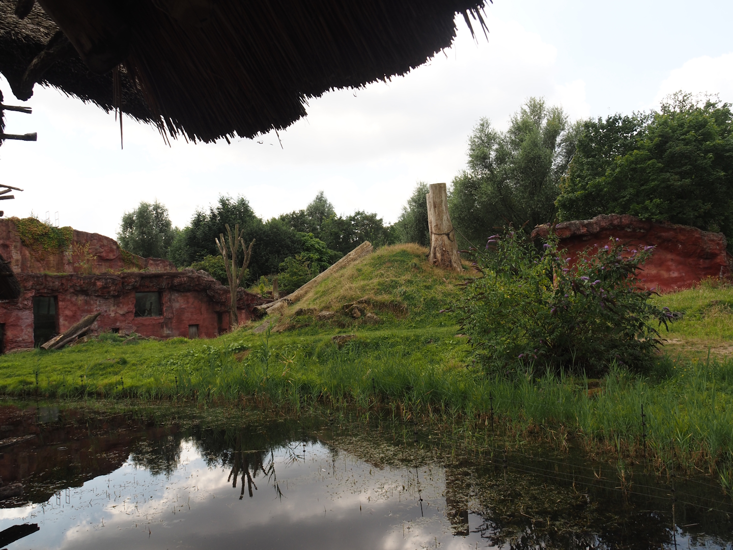 Chimpanzee island, 2024-08-05