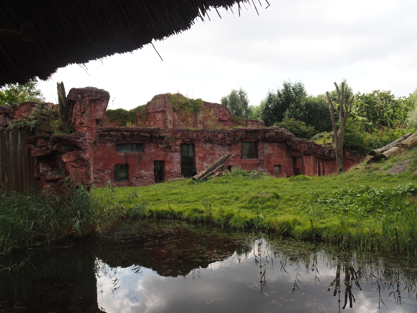 Chimpanzee island, 2024-08-05