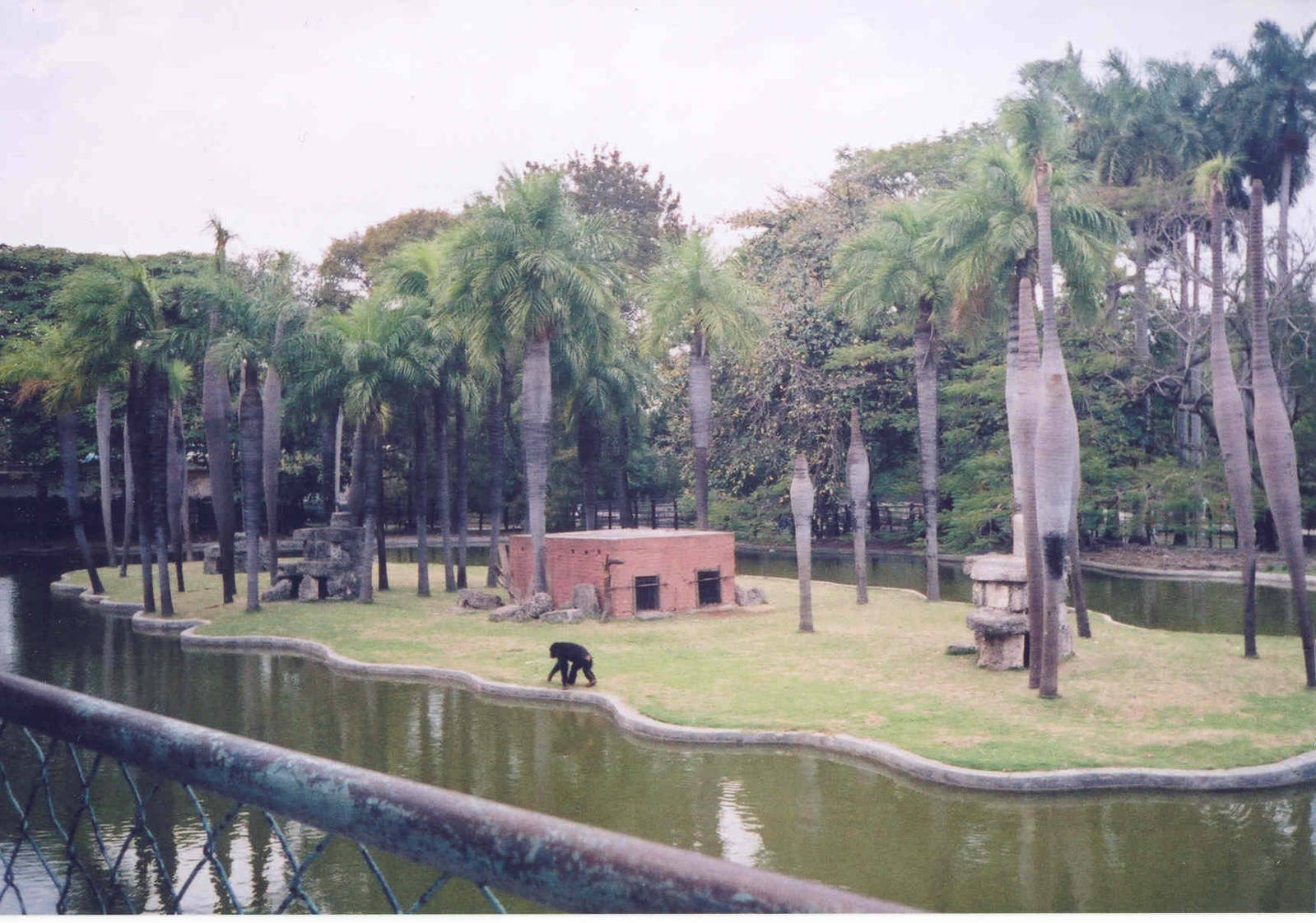 Chimpanzee Island  - Havana Zoo 2004