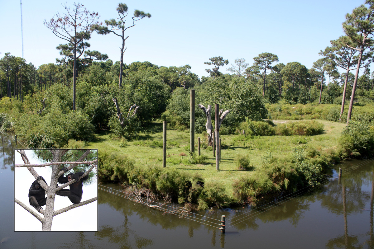 Chimpanzee Island