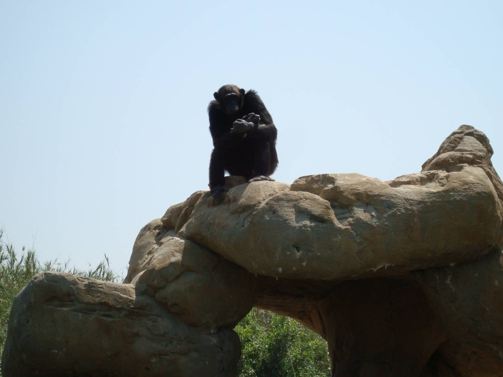 Chimpanzee island