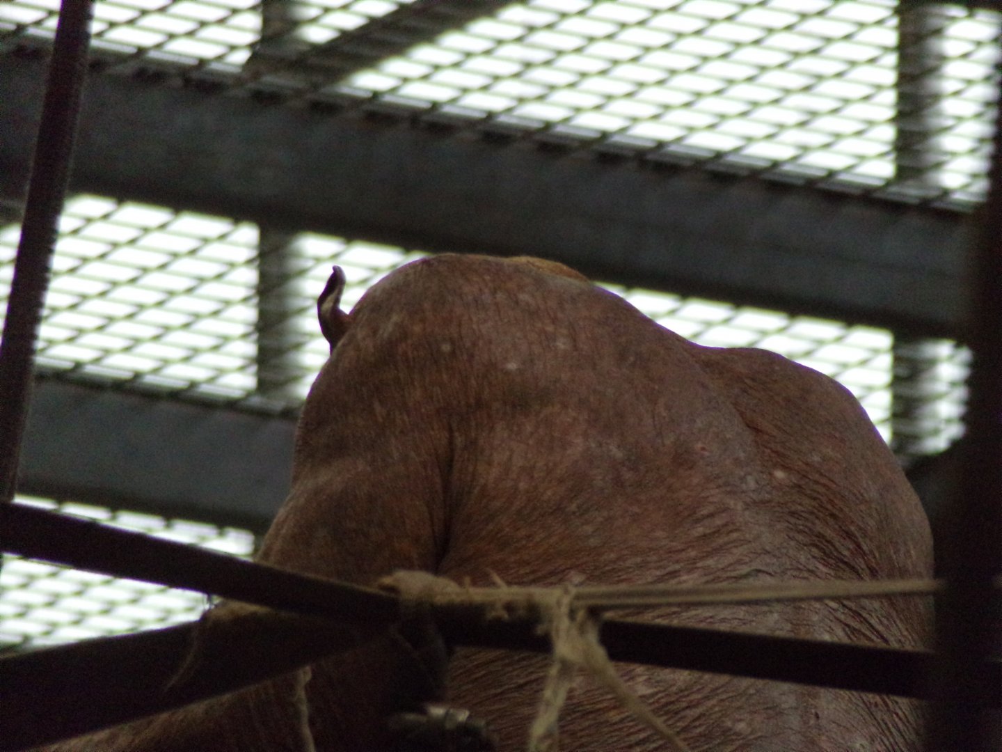 Chimpanzee “Jambo” 7.7.24