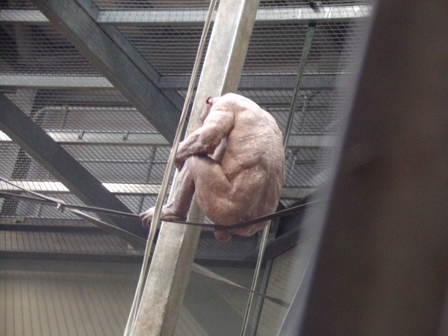 Chimpanzee “Jambo”  7.7.24