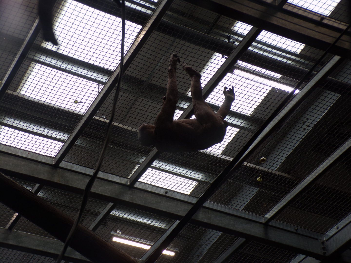 Chimpanzee “Jambo” climbing 7.7.24