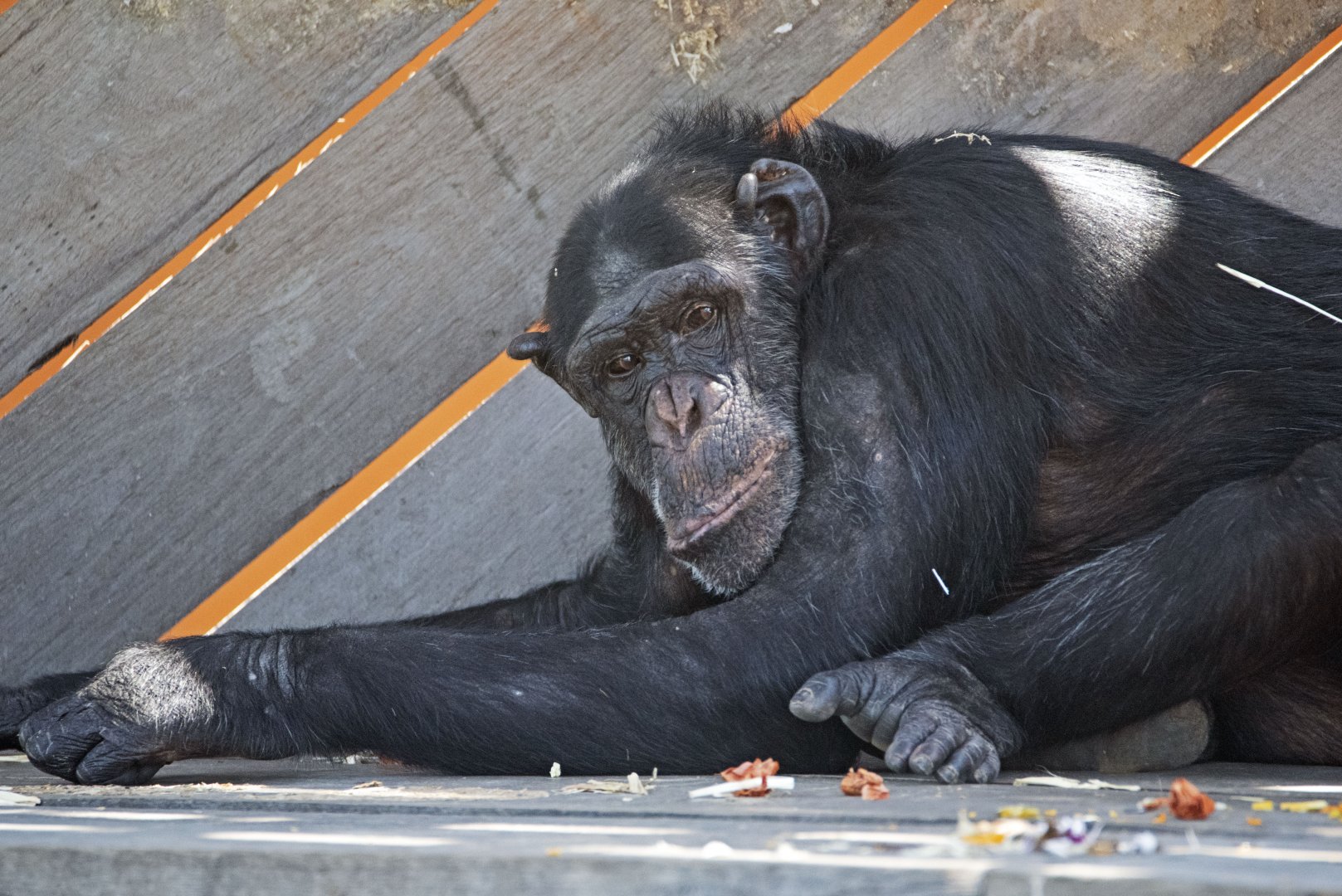 Chimpanzee 'Jerry'