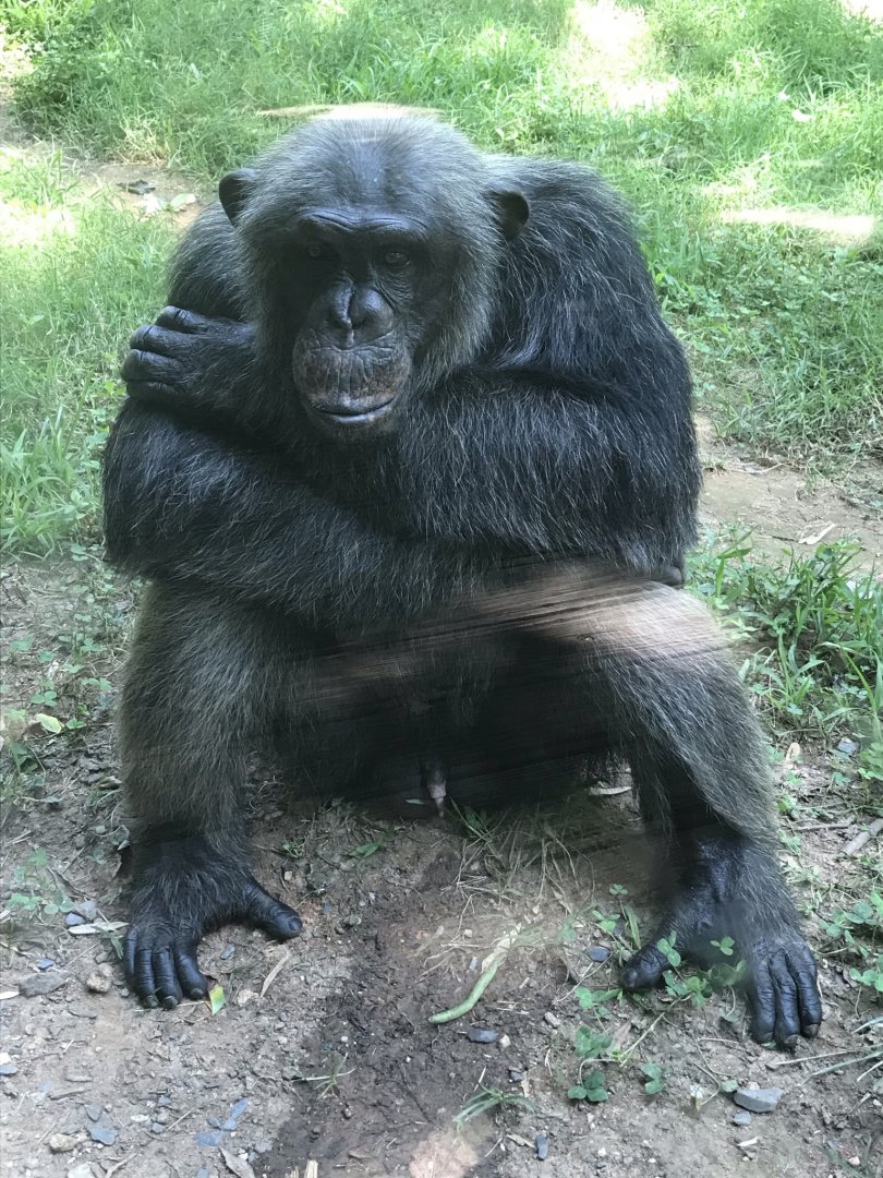 Chimpanzee "Jonathan"