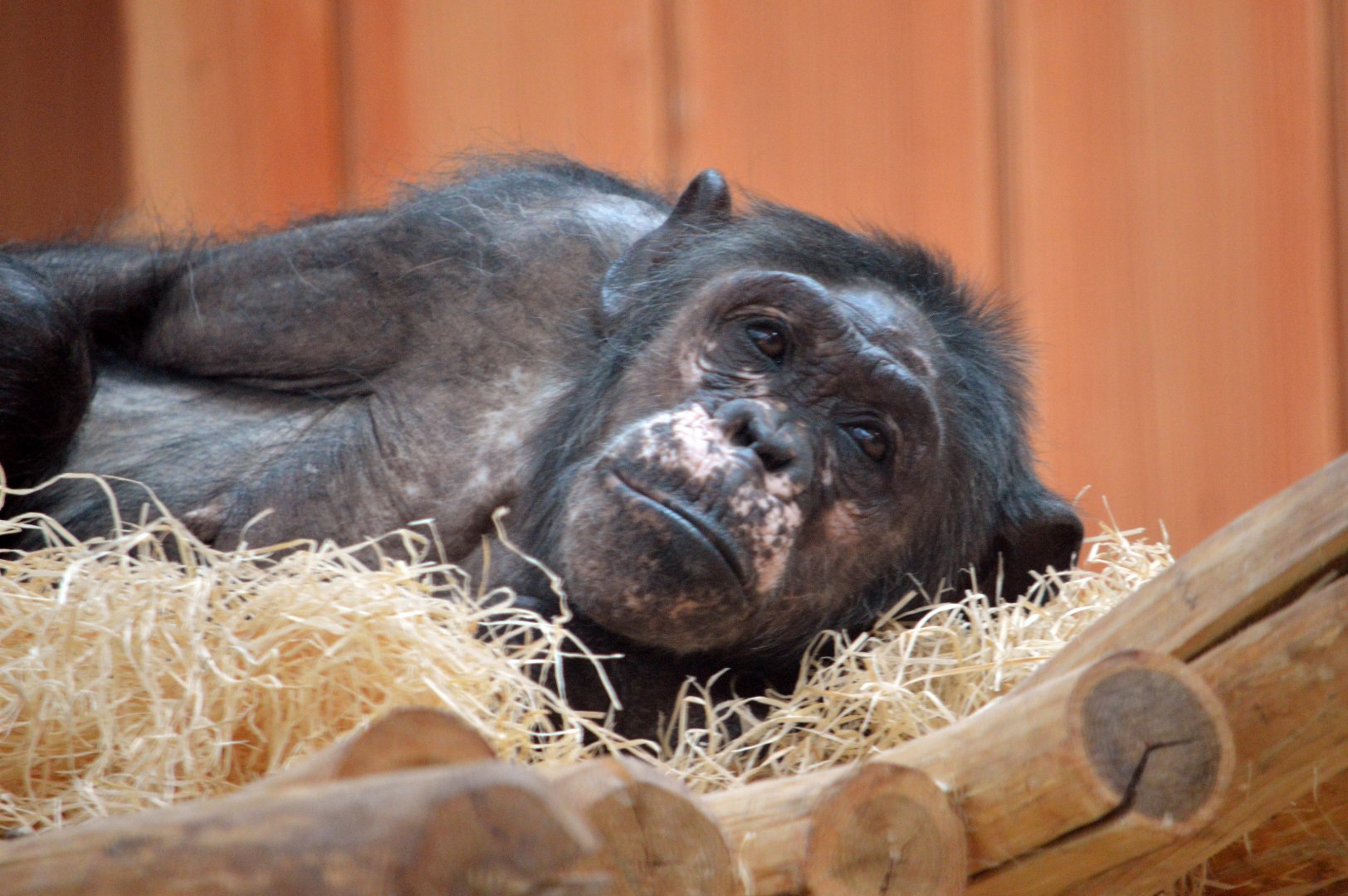 Chimpanzee 'Judi'