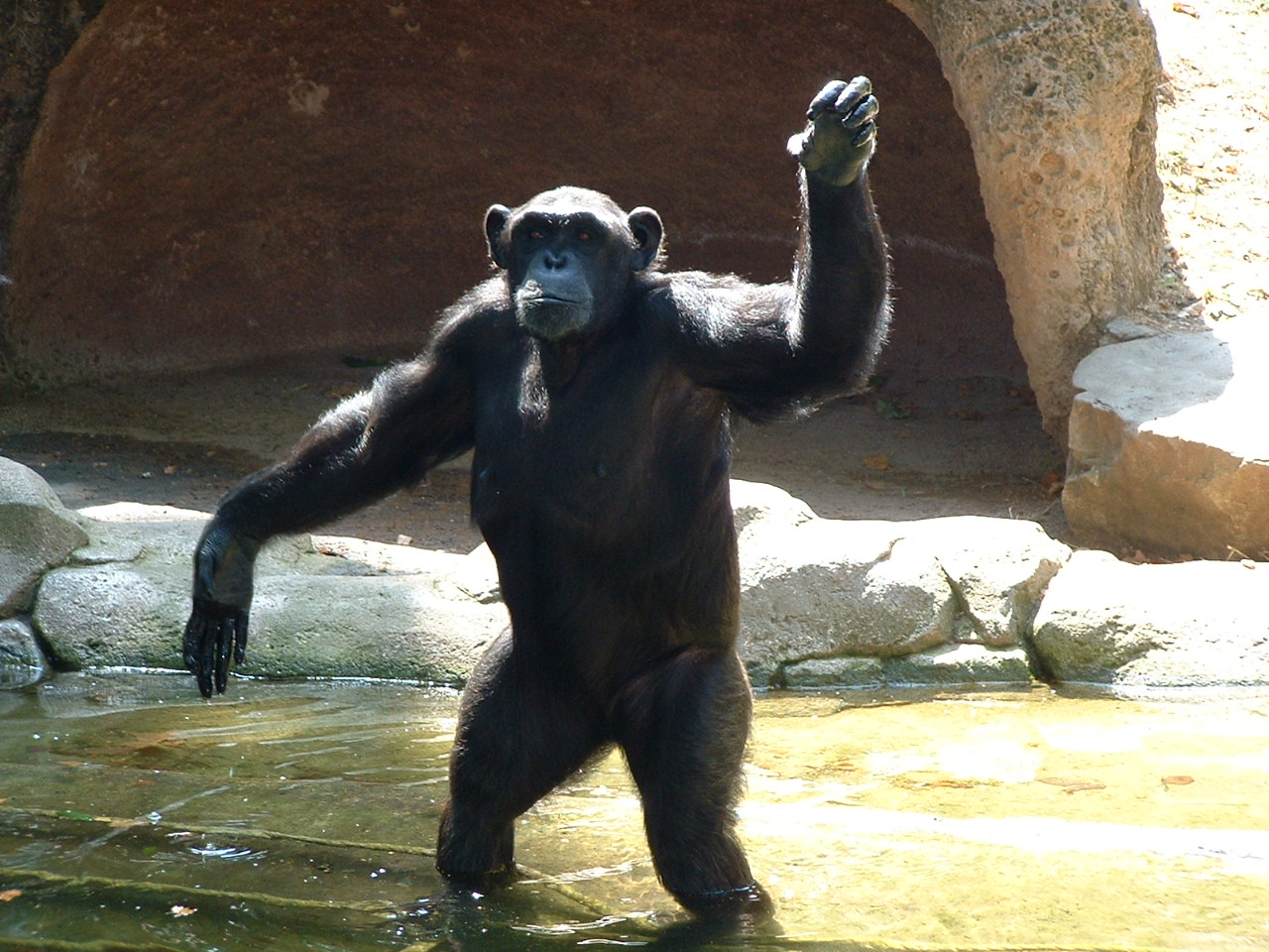 Chimpanzee - June 2009
