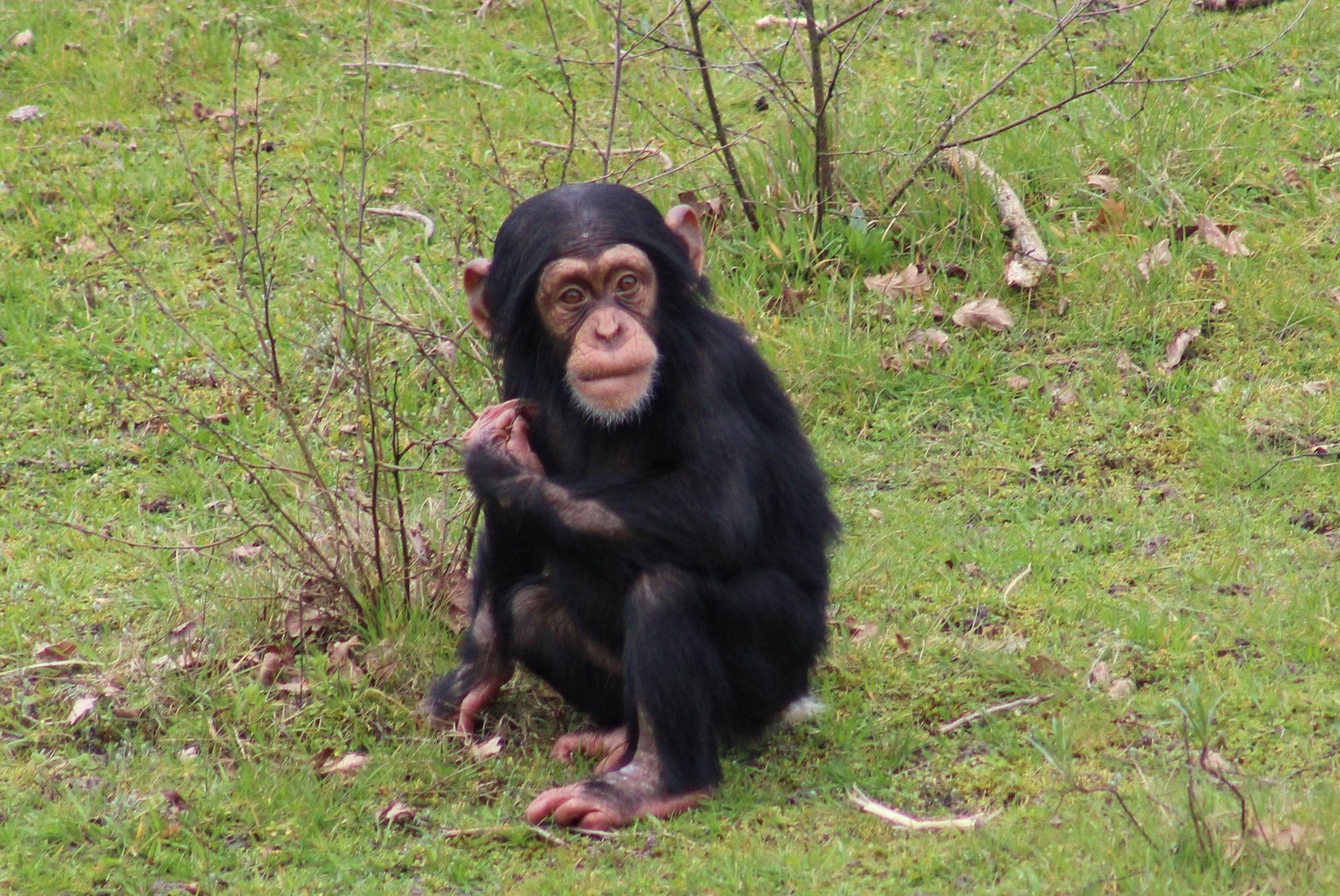 Chimpanzee - juvenile