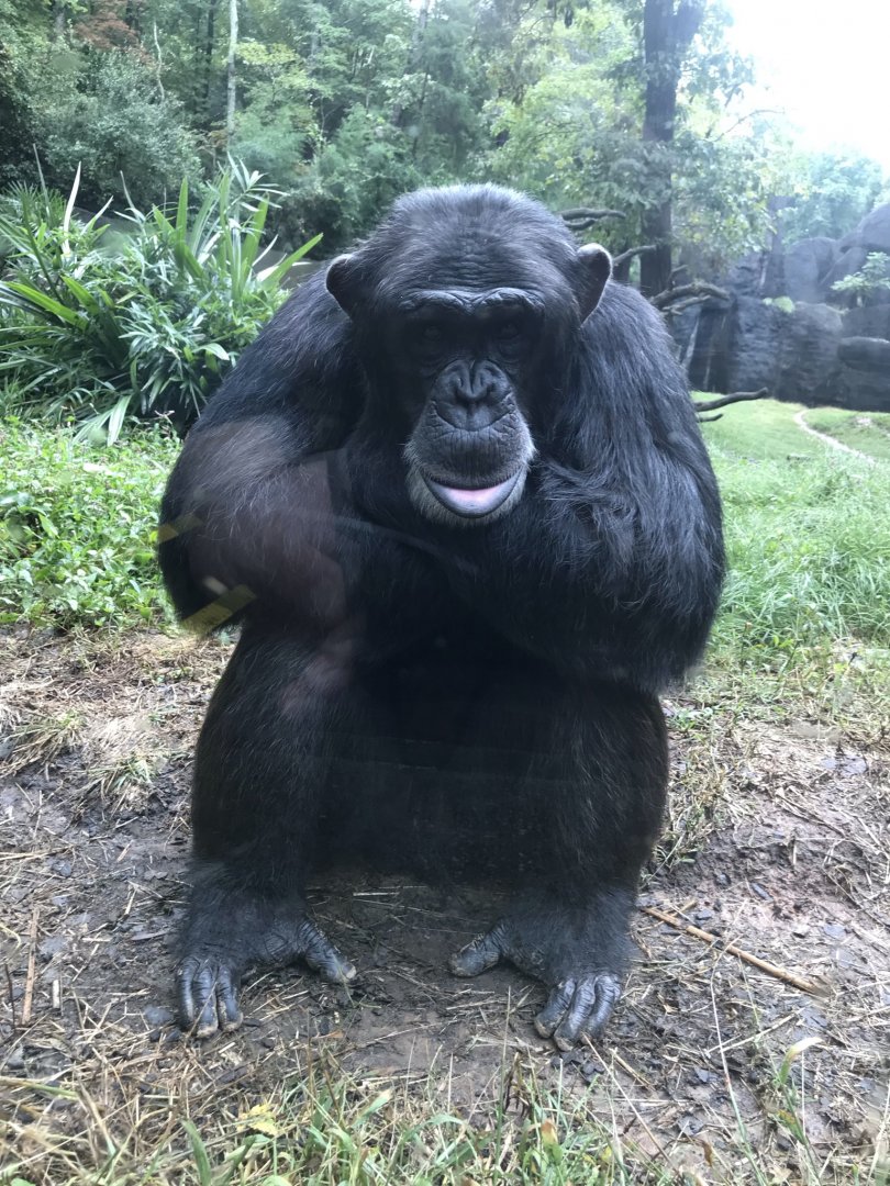 Chimpanzee "Kendall"