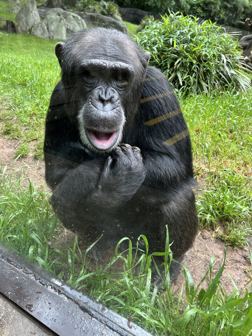 Chimpanzee “Kendall”