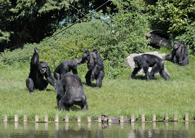 Chimpanzee kerfuffle