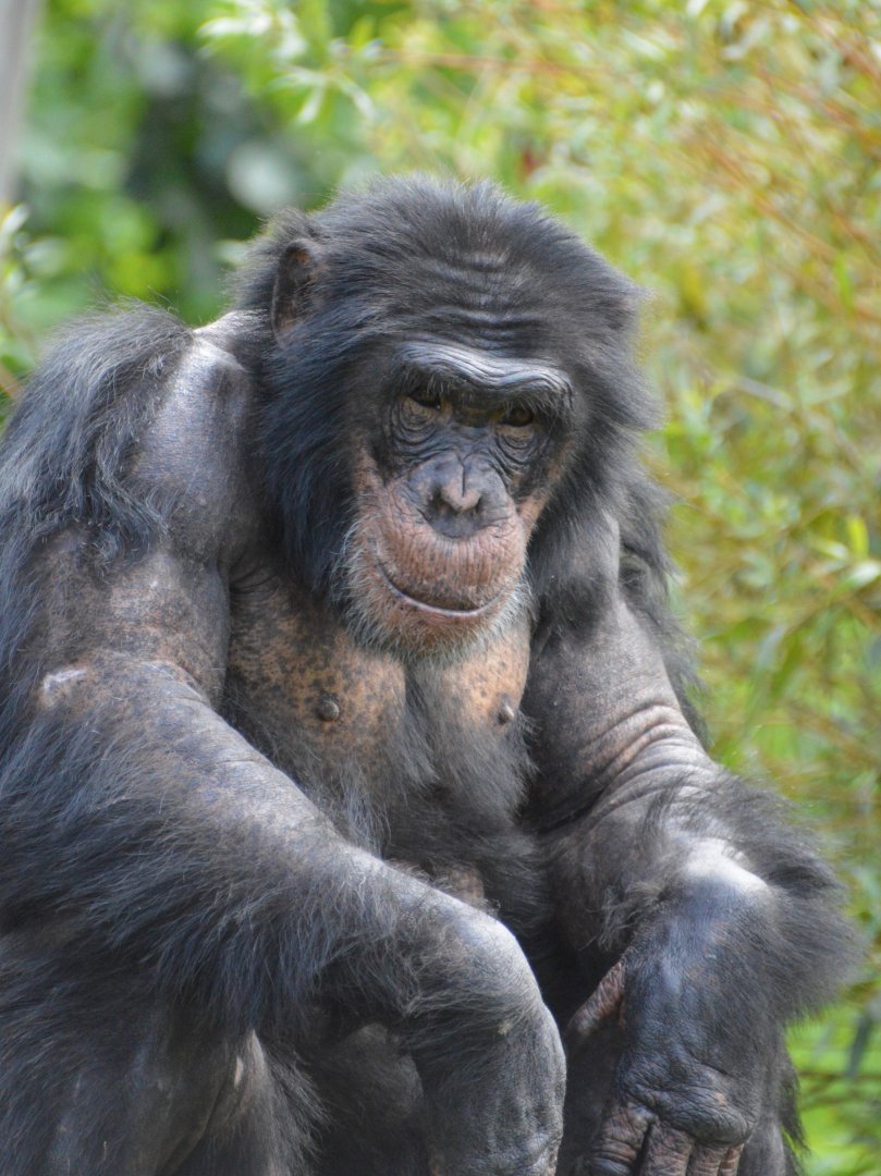 Chimpanzee Knaus