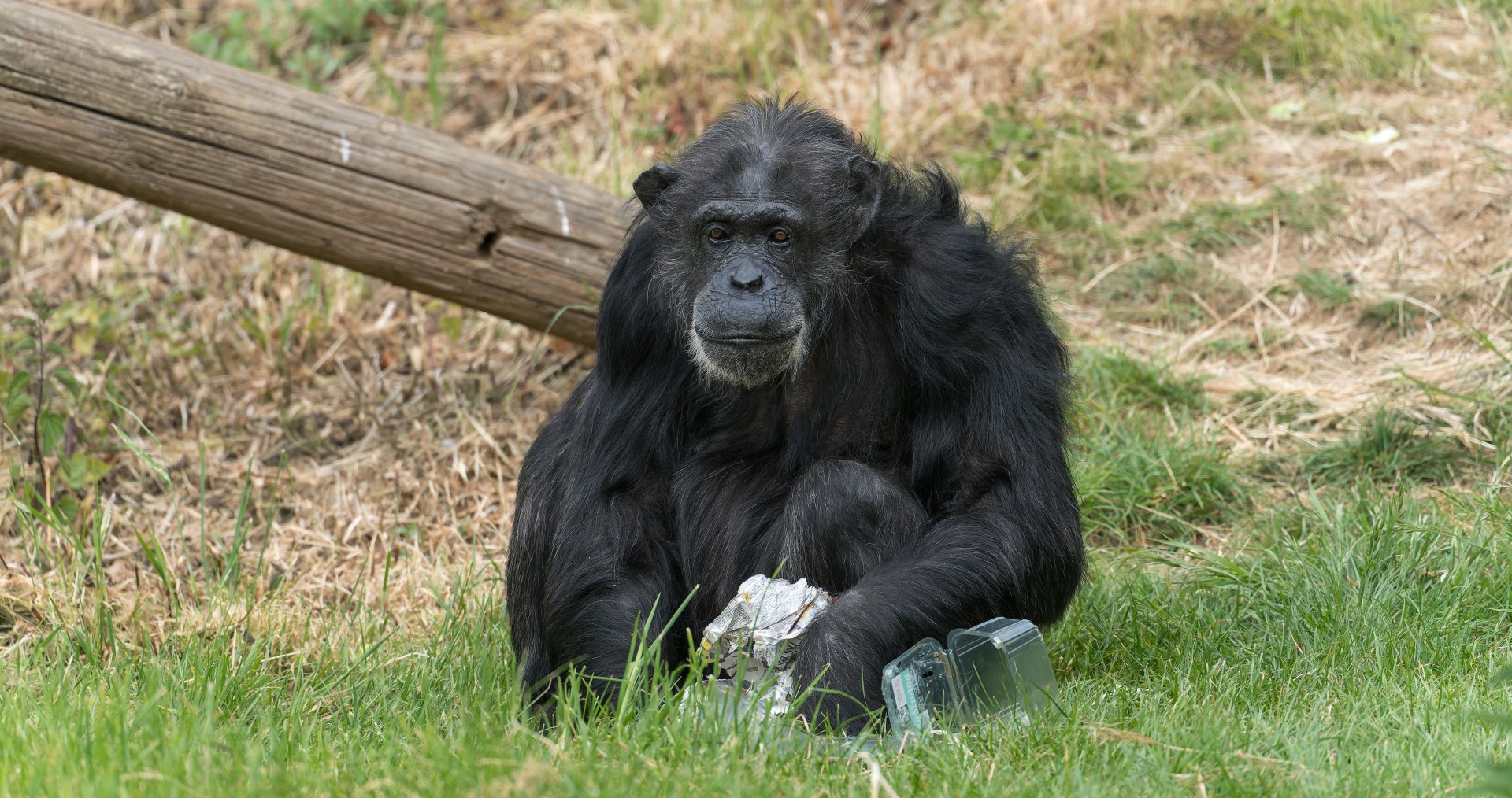 Chimpanzee (Koko), ZSL Whipsnade, UK