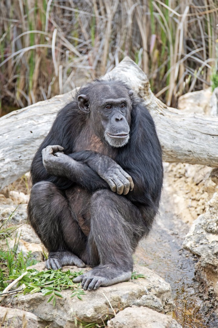 Chimpanzee 'Lani'