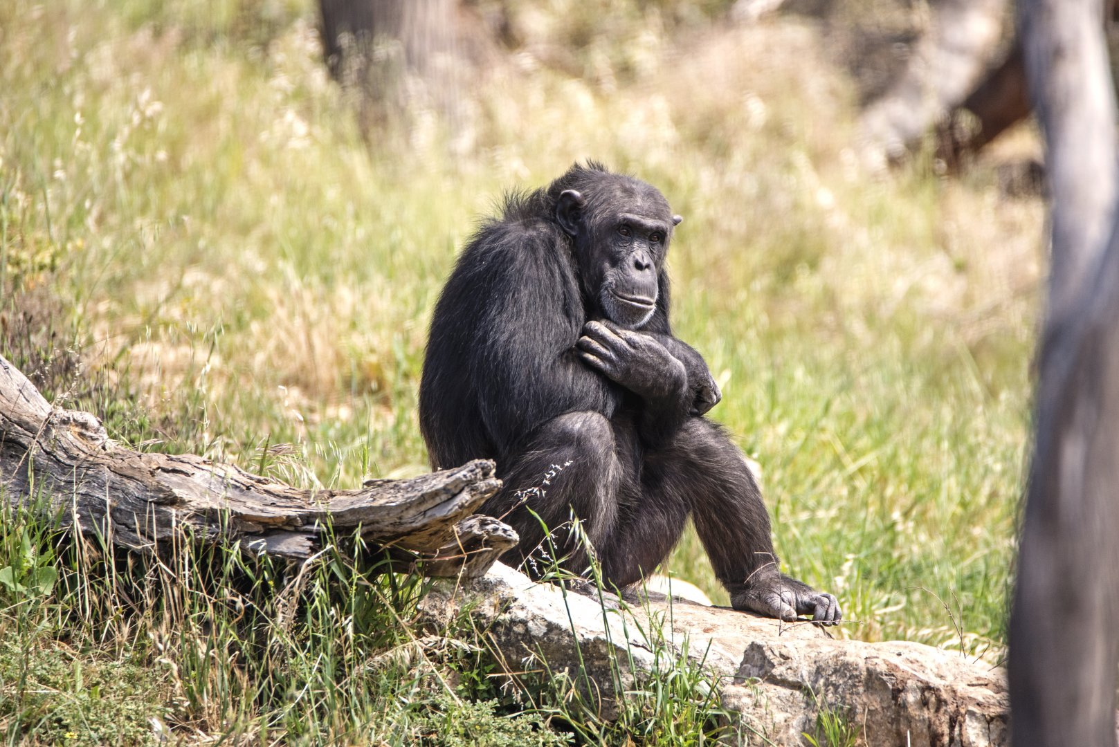 Chimpanzee 'Lani'