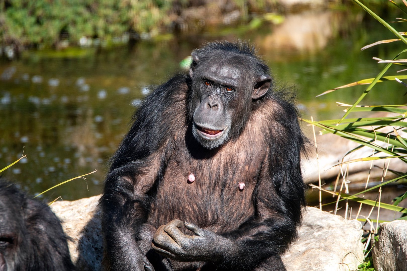 Chimpanzee 'Lani'