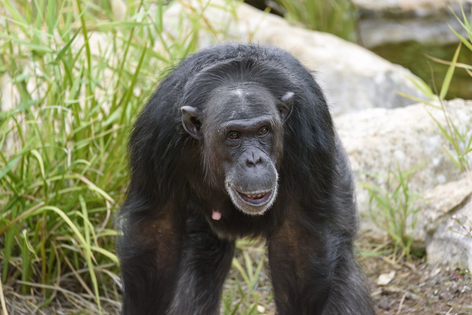 Chimpanzee 'Lani'
