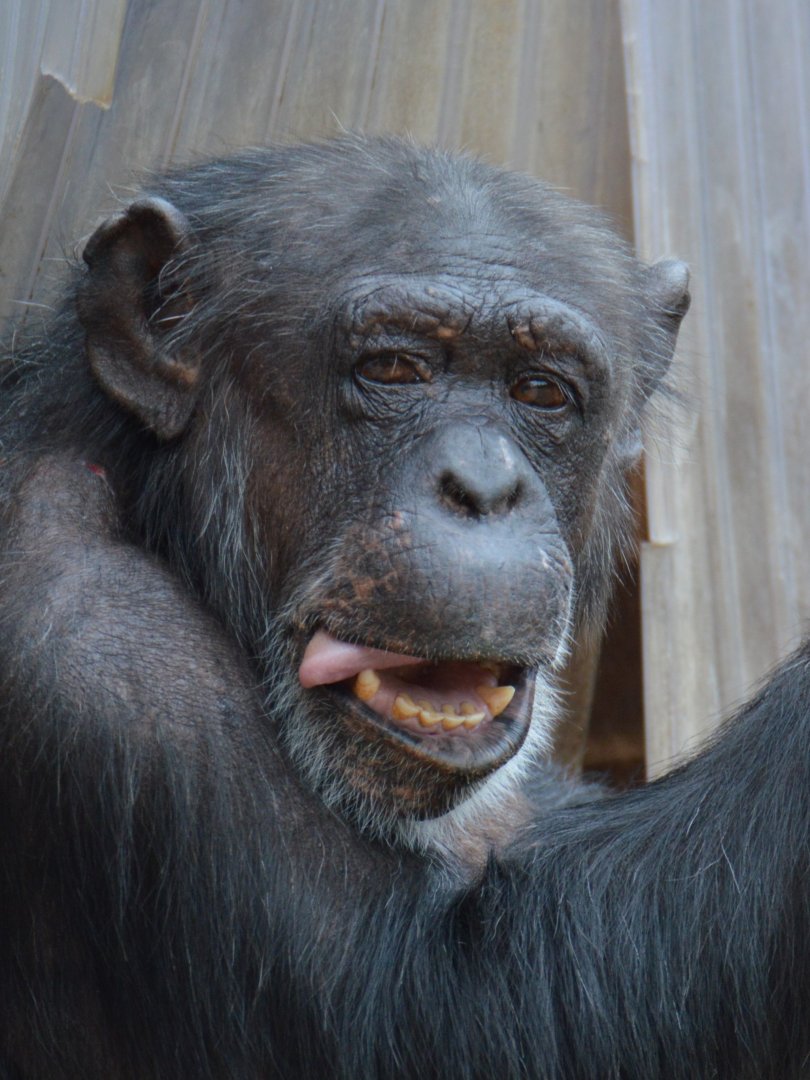Chimpanzee Layla