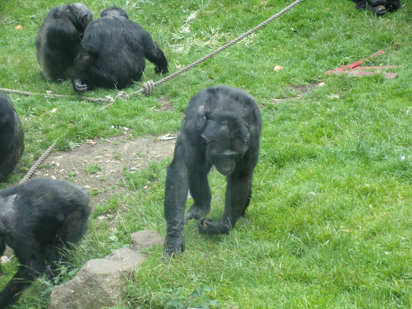 Chimpanzee “Liberius” 15.7.24