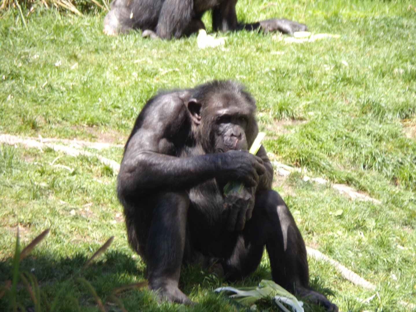 Chimpanzee “Liberius” 20.5.24