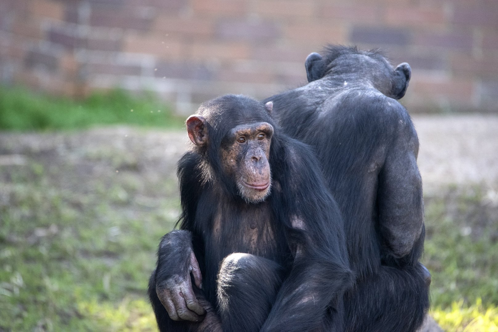 Chimpanzee 'Liwali'