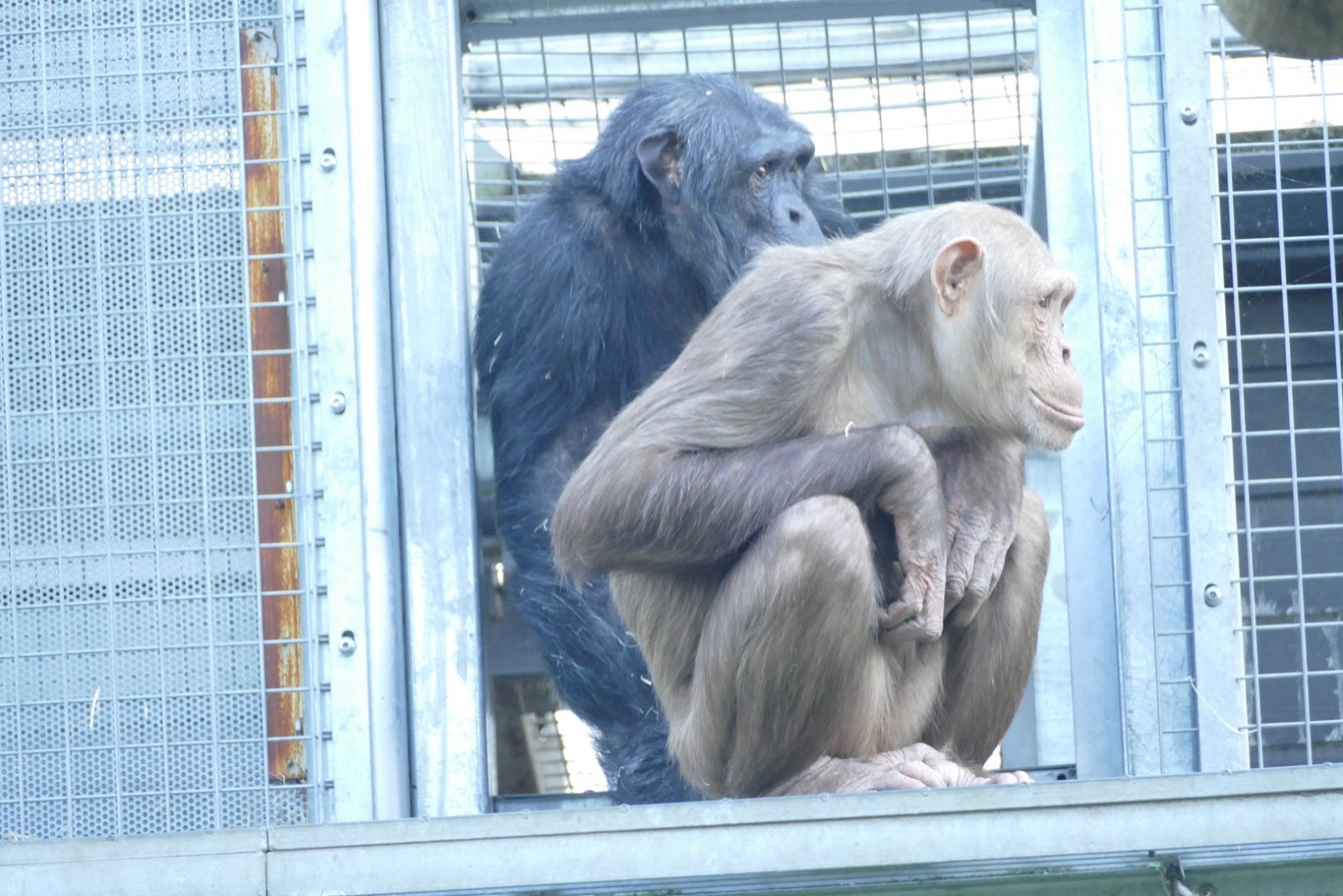 Chimpanzee Lookout, April 2022