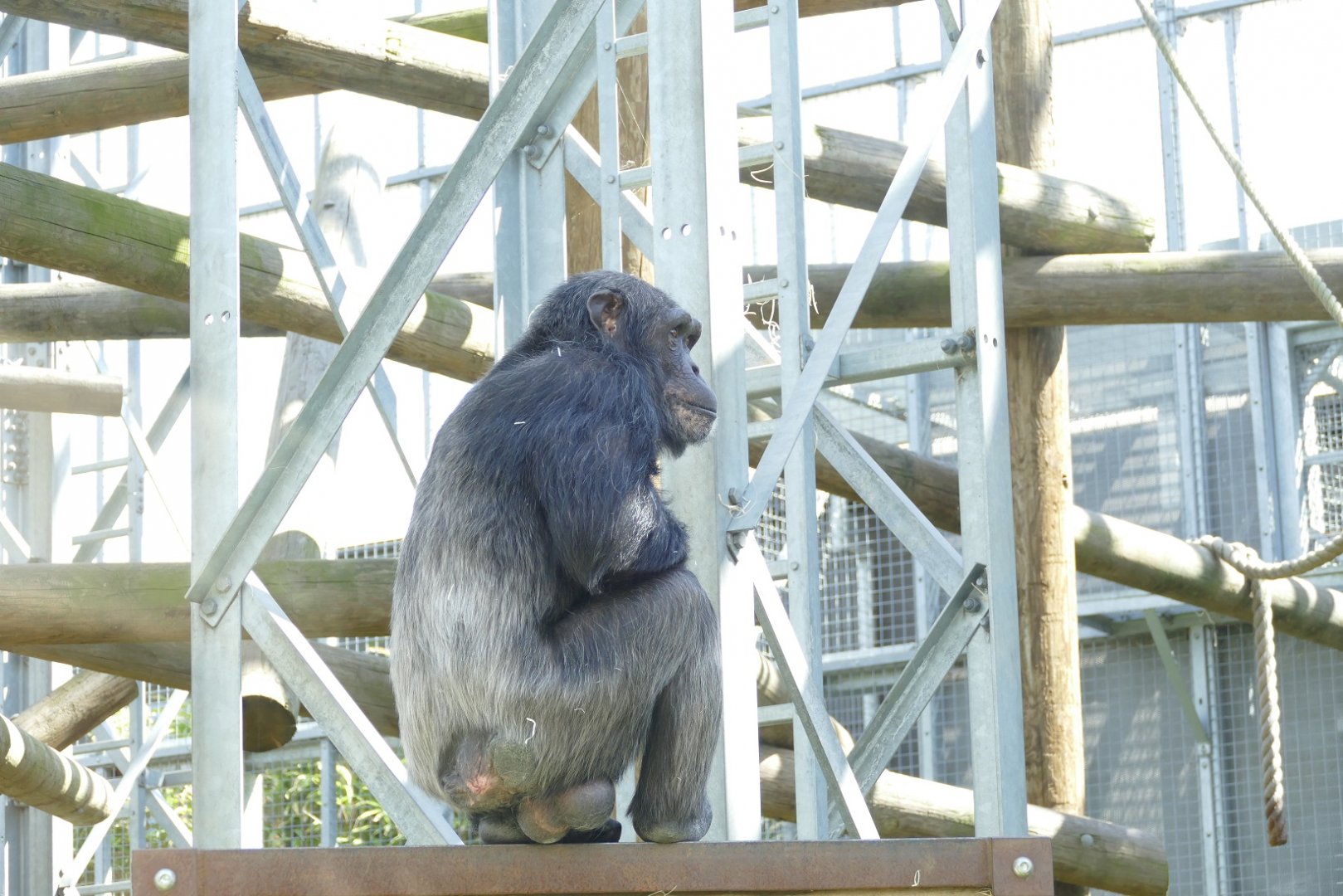 Chimpanzee Lookout, April 2022