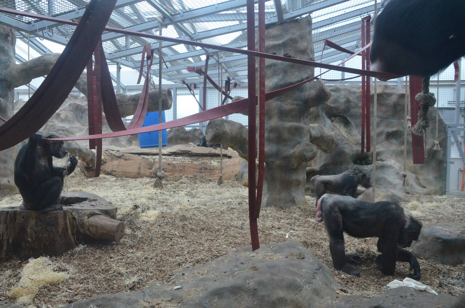 Chimpanzee Lookout (Chimp Indoor Enclosures) at Colchester, 13/08/16