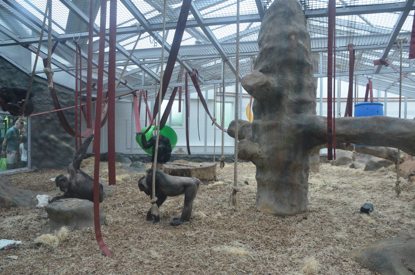Chimpanzee Lookout (Chimp Indoor Enclosures) at Colchester, 13/08/16