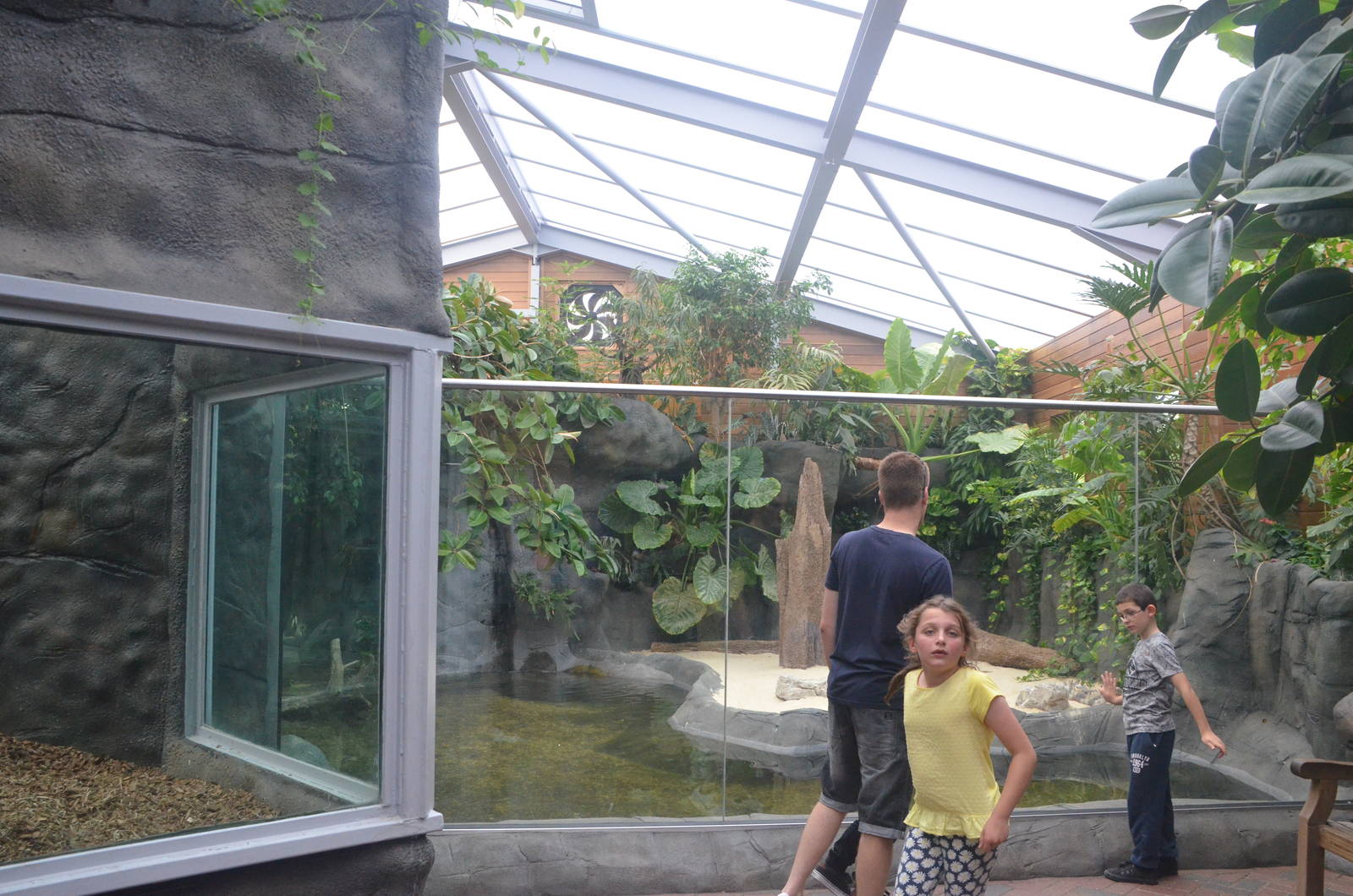 Chimpanzee Lookout (Crocodile Enclosure) at Colchester, 13/08/16