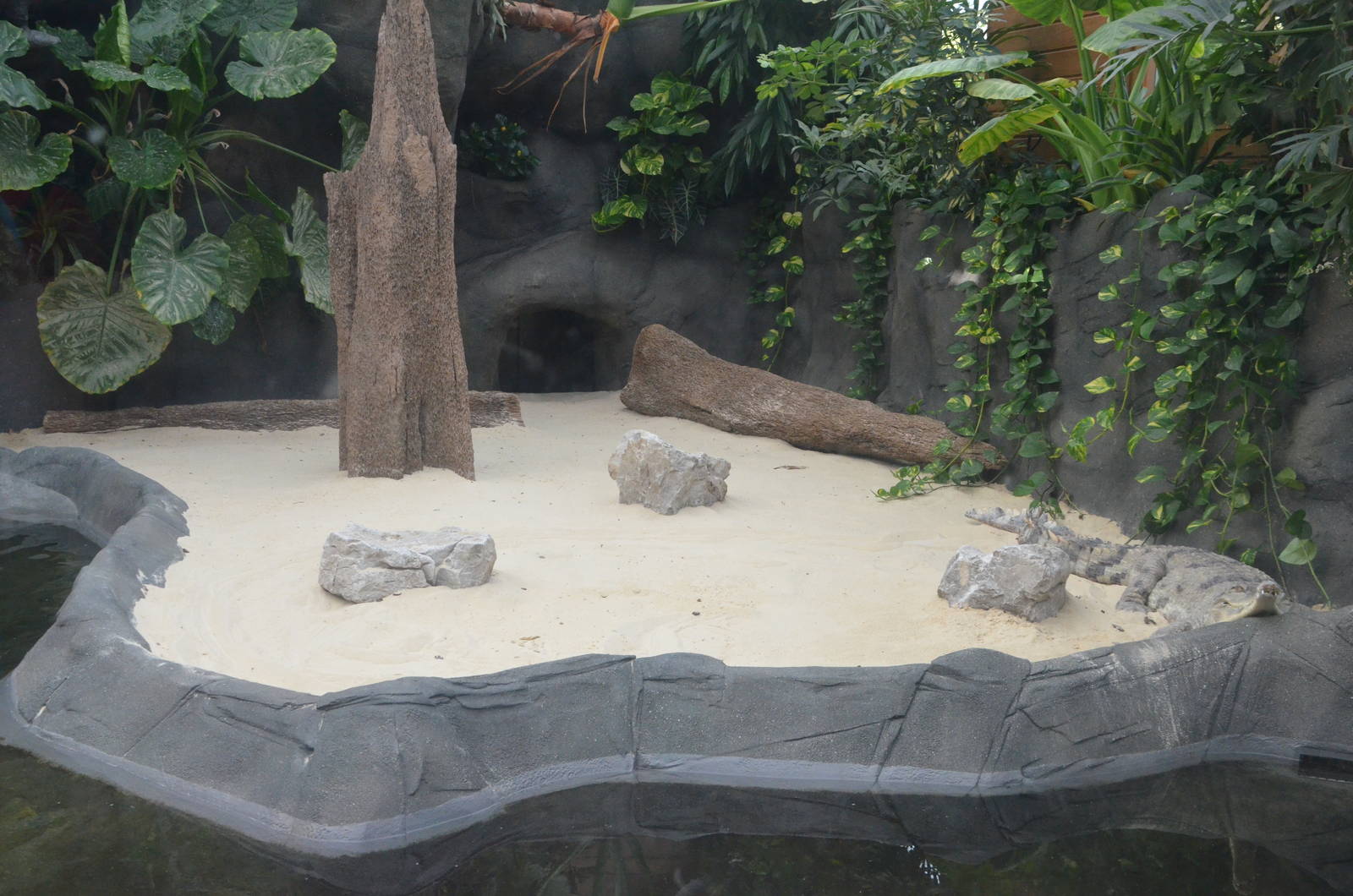 Chimpanzee Lookout (Crocodile Enclosure) at Colchester, 13/08/16