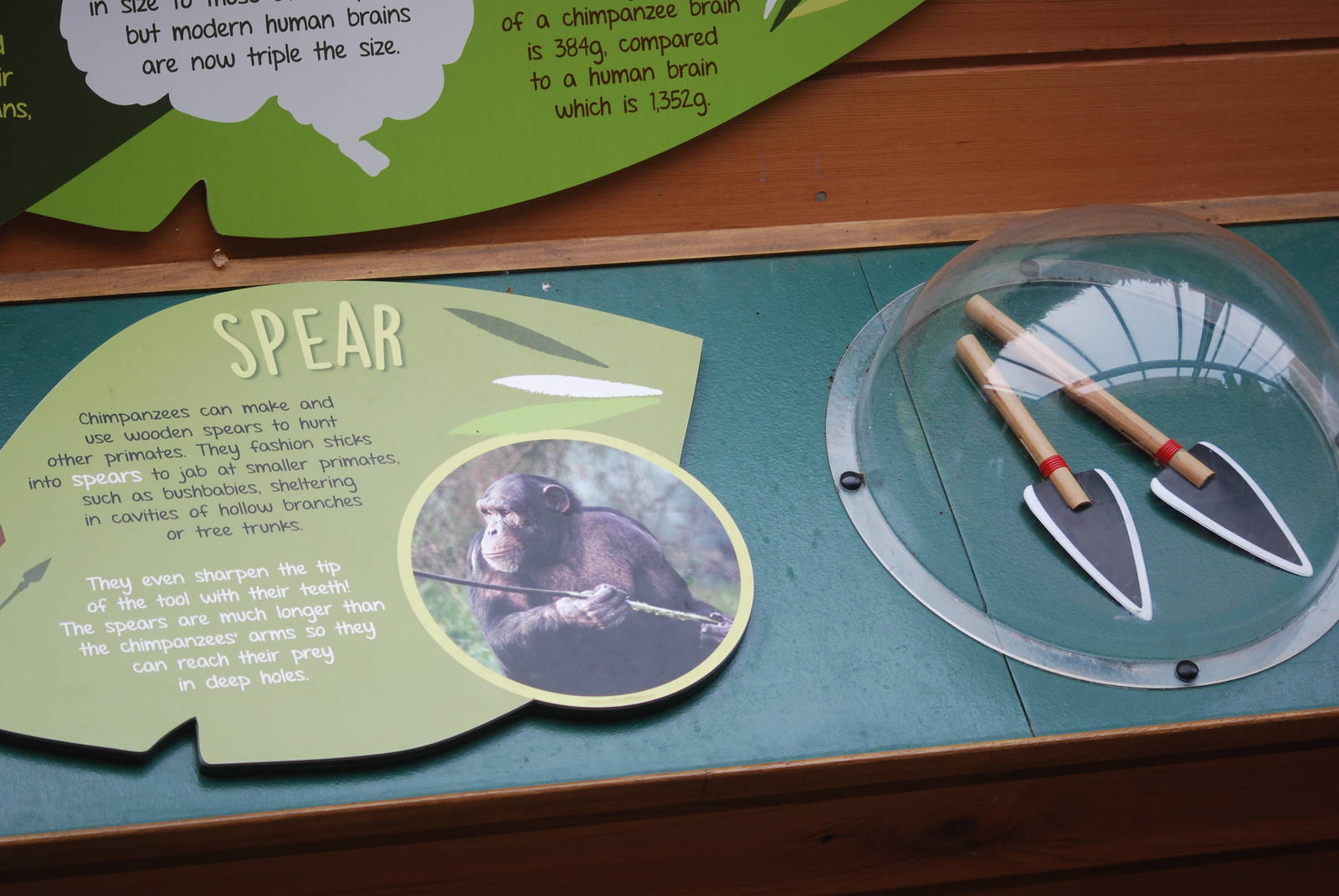 Chimpanzee Lookout educational material