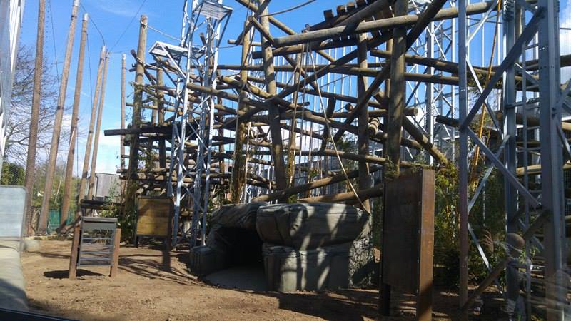 Chimpanzee Lookout Outdoor