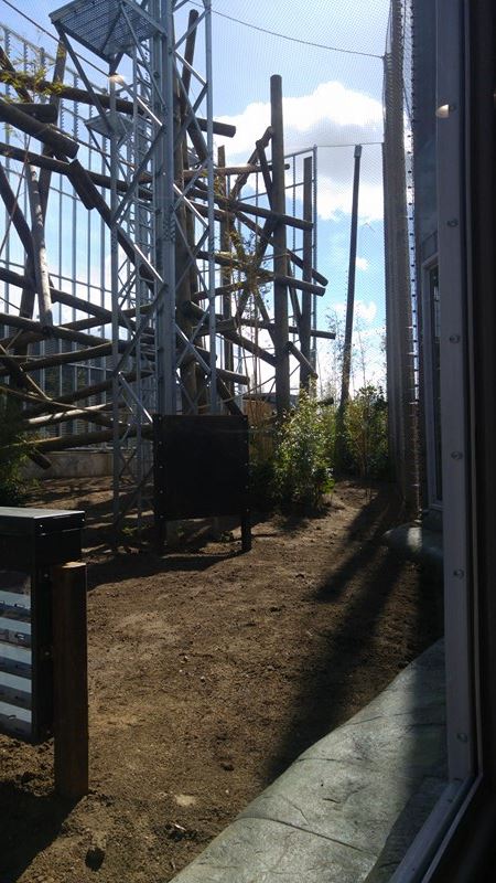 Chimpanzee Lookout Outdoor