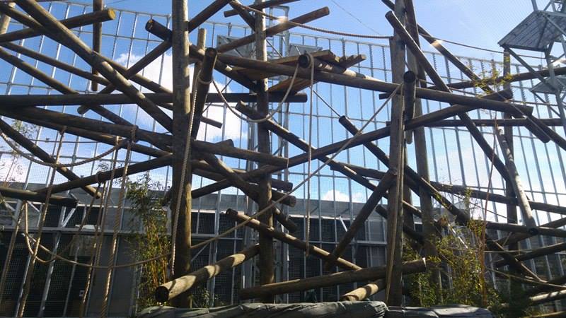 Chimpanzee Lookout Outdoor