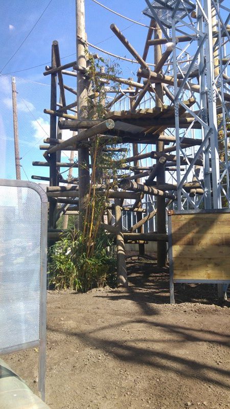 Chimpanzee Lookout Outdoor