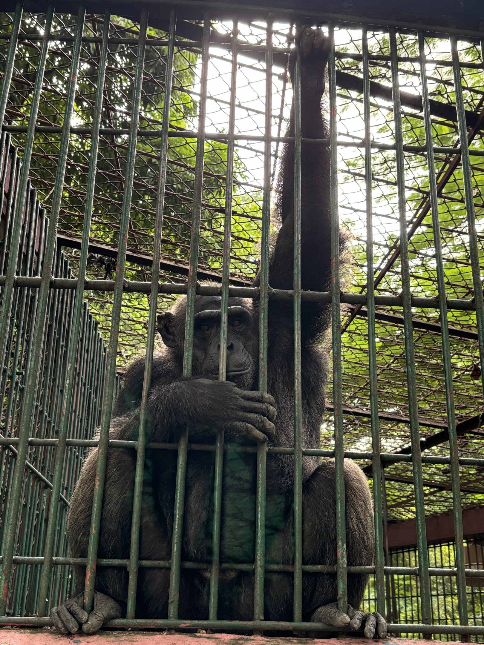 Chimpanzee - Lopburi Zoo